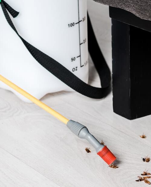D&eacute;sinsectisation pour particuliers et professionnels vers Besan&ccedil;on et Belfort Morteau
