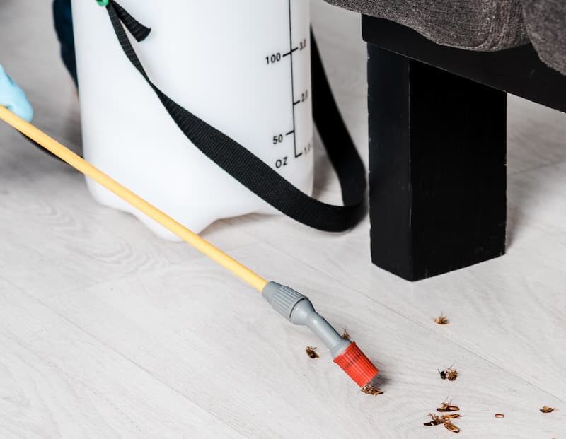 Acariens, puces, xylophages : comment se prot&eacute;ger des nuisibles invisibles mais envahissants ? Vesoul
