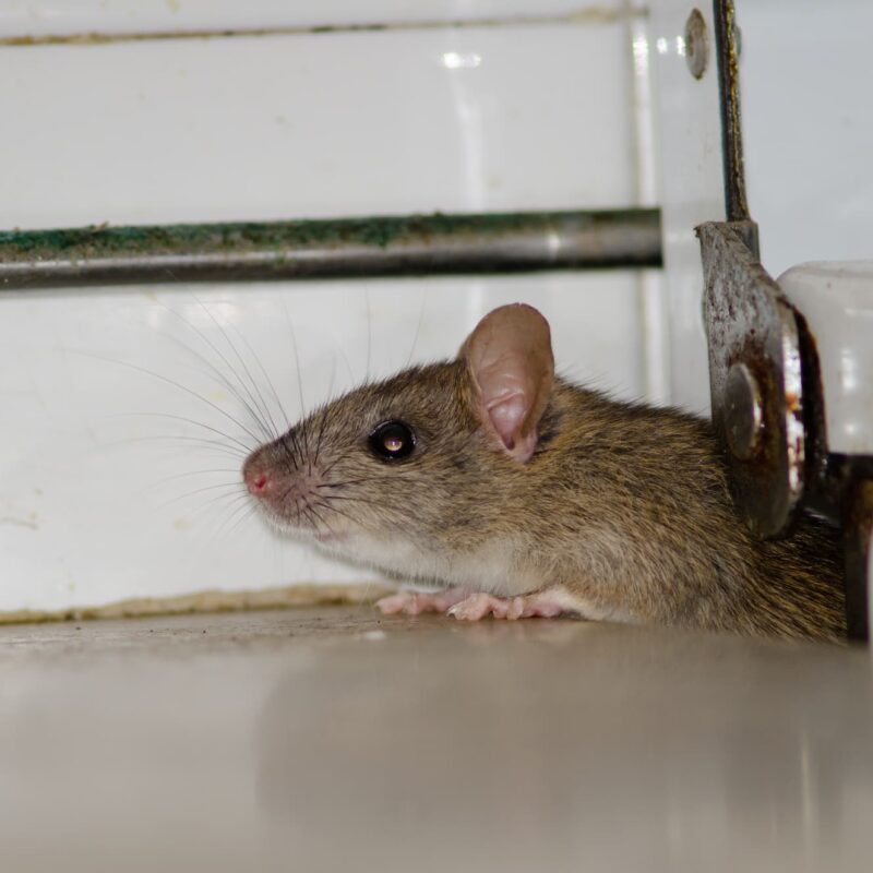 Faut-il privil&eacute;gier un pi&egrave;ge, un app&acirc;t ou un r&eacute;pulsif &agrave; ultrasons contre les rats ? H&eacute;ricourt