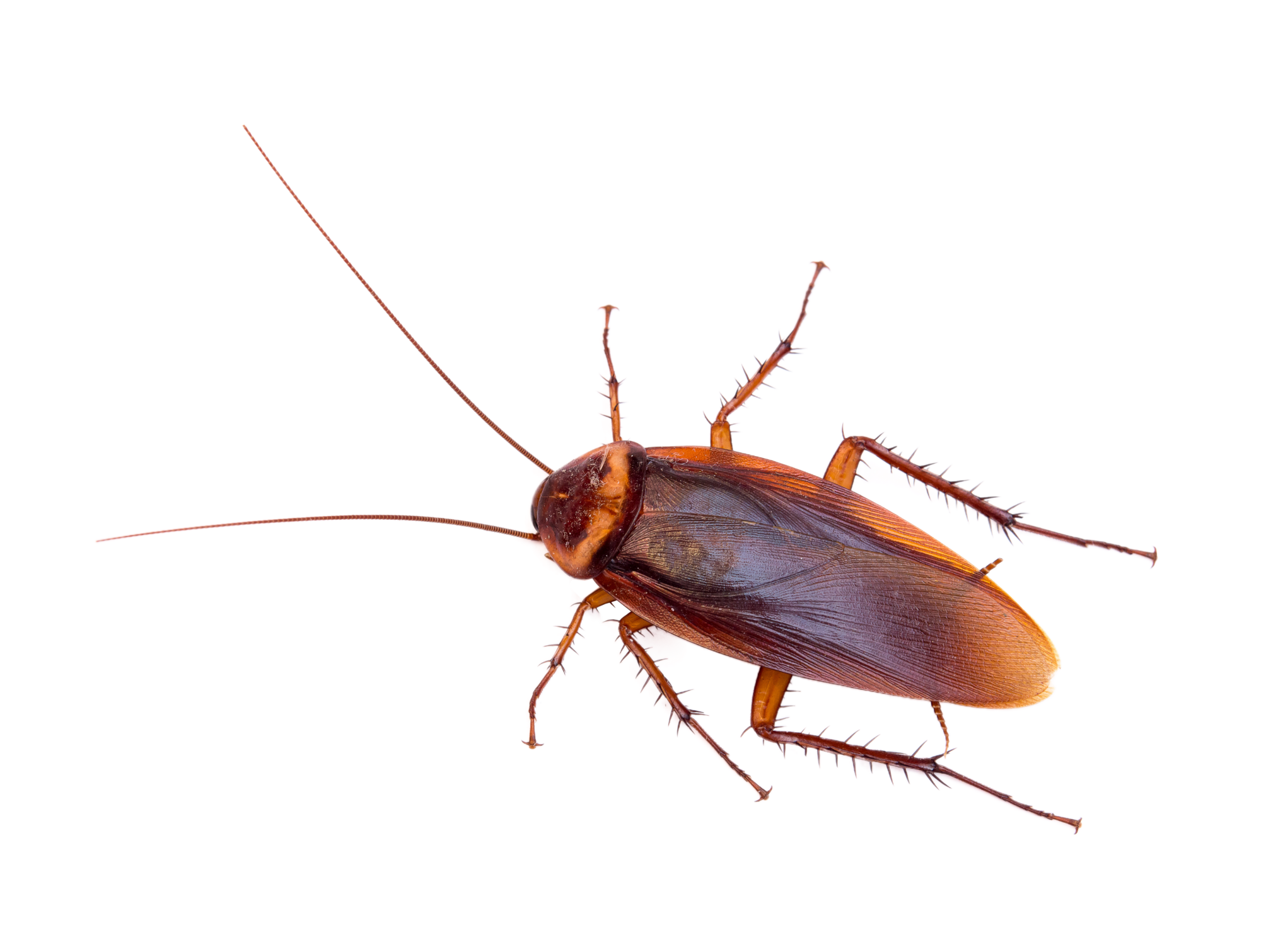 INSECTE | NGAN Insecte Valentigney