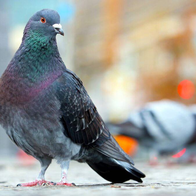 D&eacute;pigeonnage Vesoul 0
