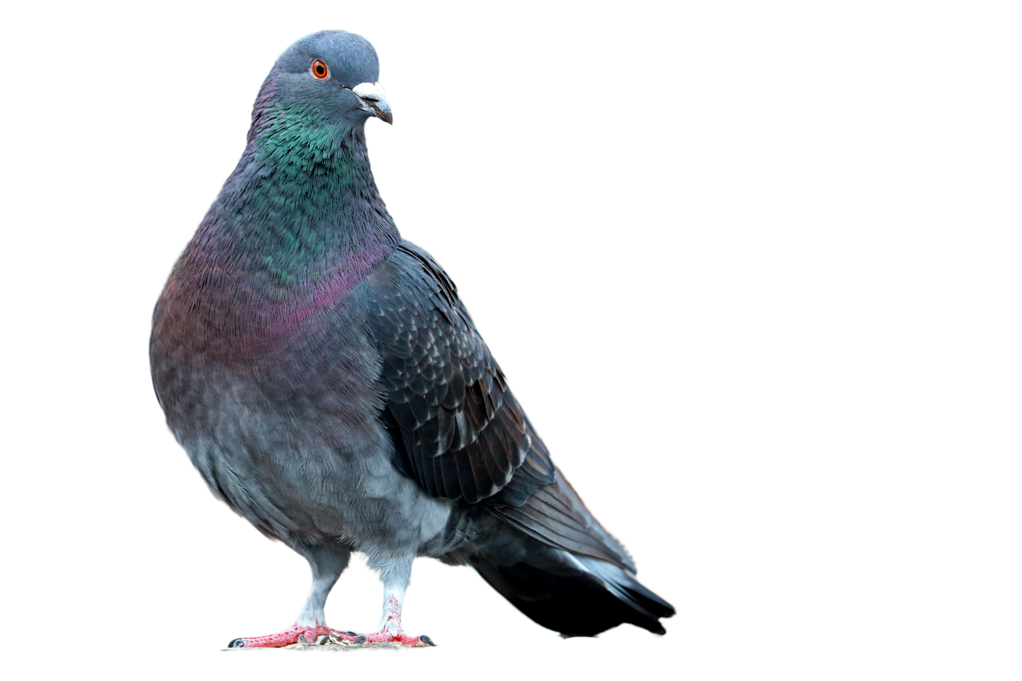 PIGEON | NGAN Pigeon Luxeuil-les-Bains