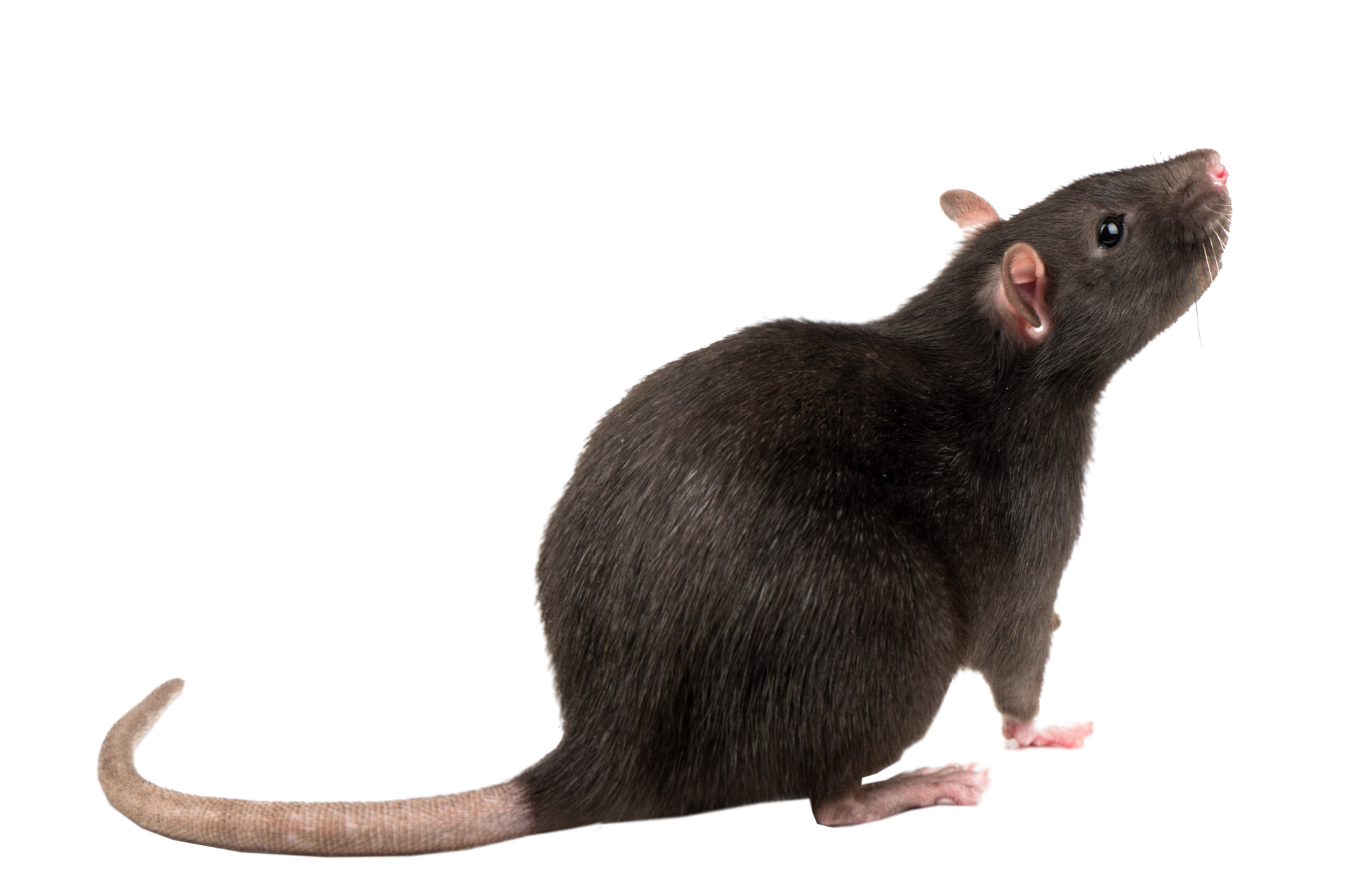 RAT | NGAN Rat Bethoncourt